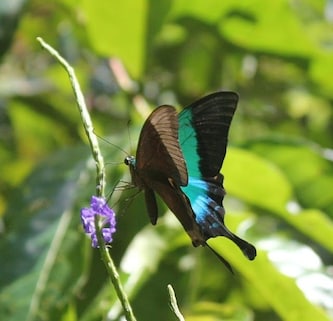 Butterfly Conservatory of Goa